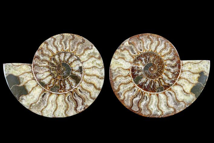 Agatized Ammonite Fossil - Madagascar #113059